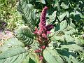 Elephant-Head Amaranth